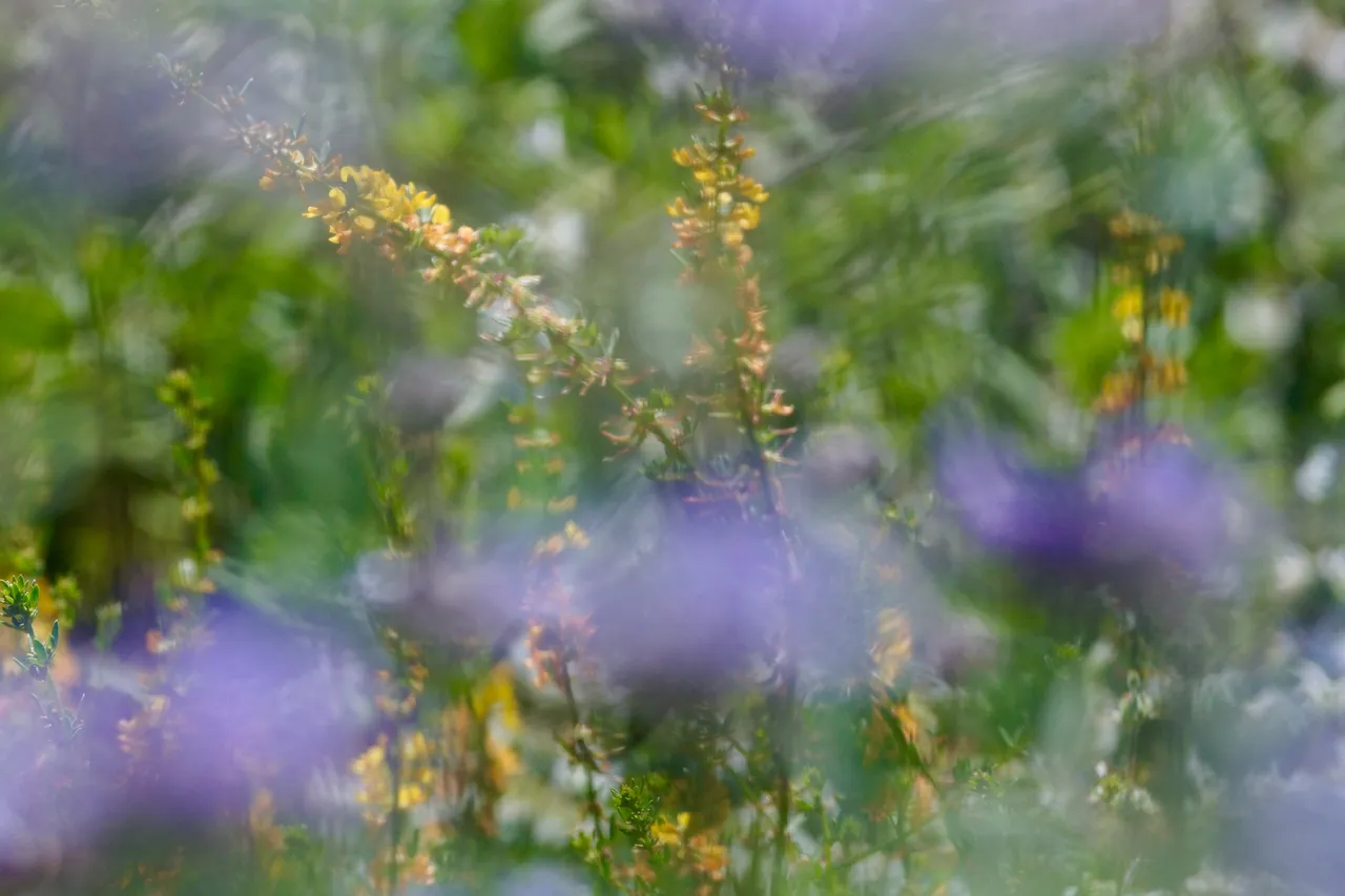 _DSC7264.jpeg