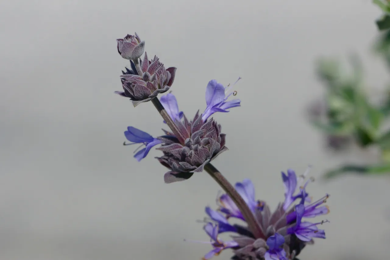 _DSC7256.jpeg