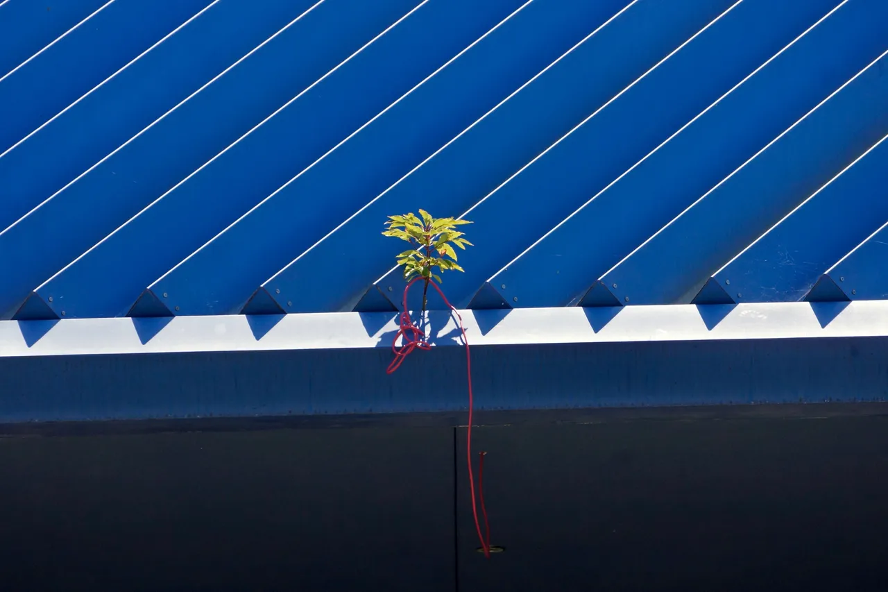 _DSC2243.jpeg