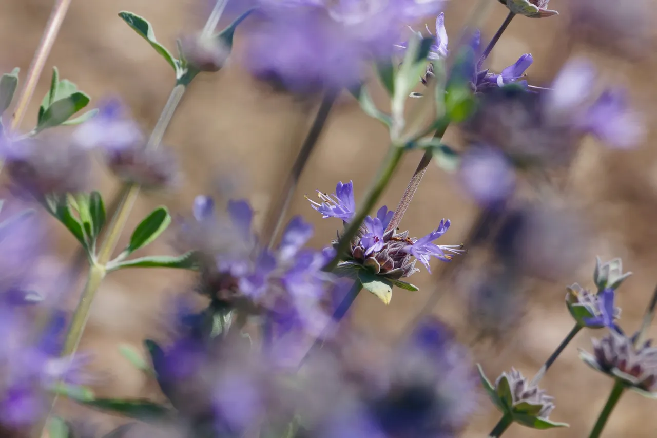 _DSC7254.jpeg