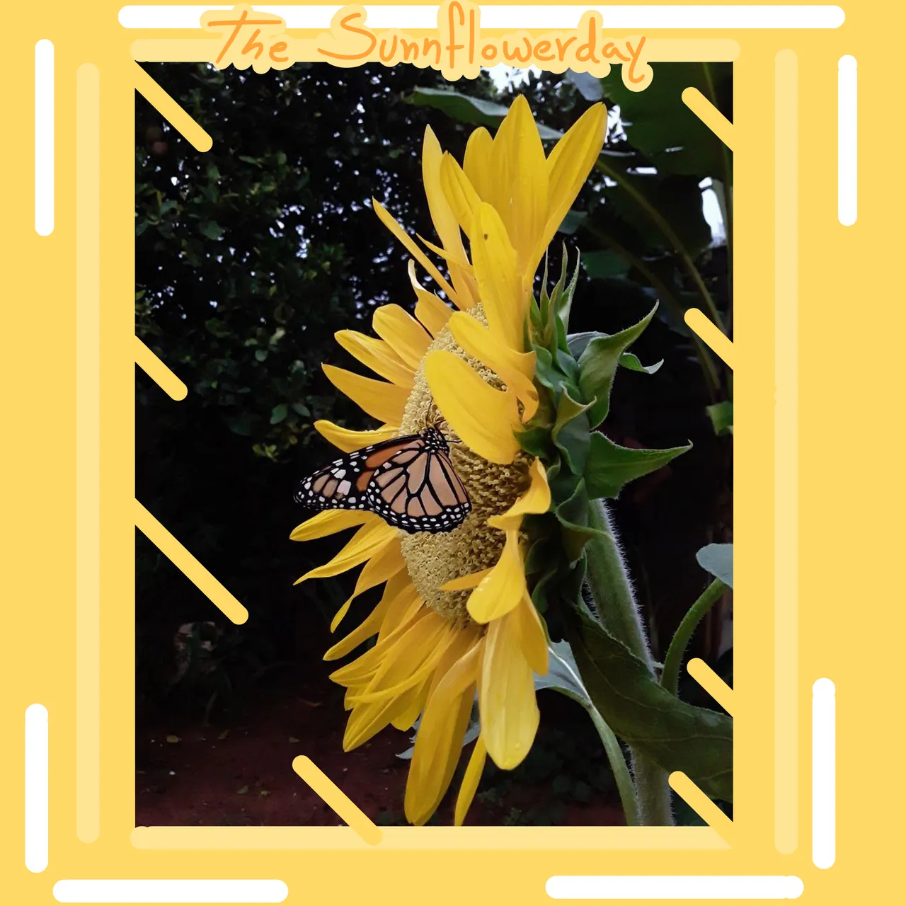 sunnflower.png