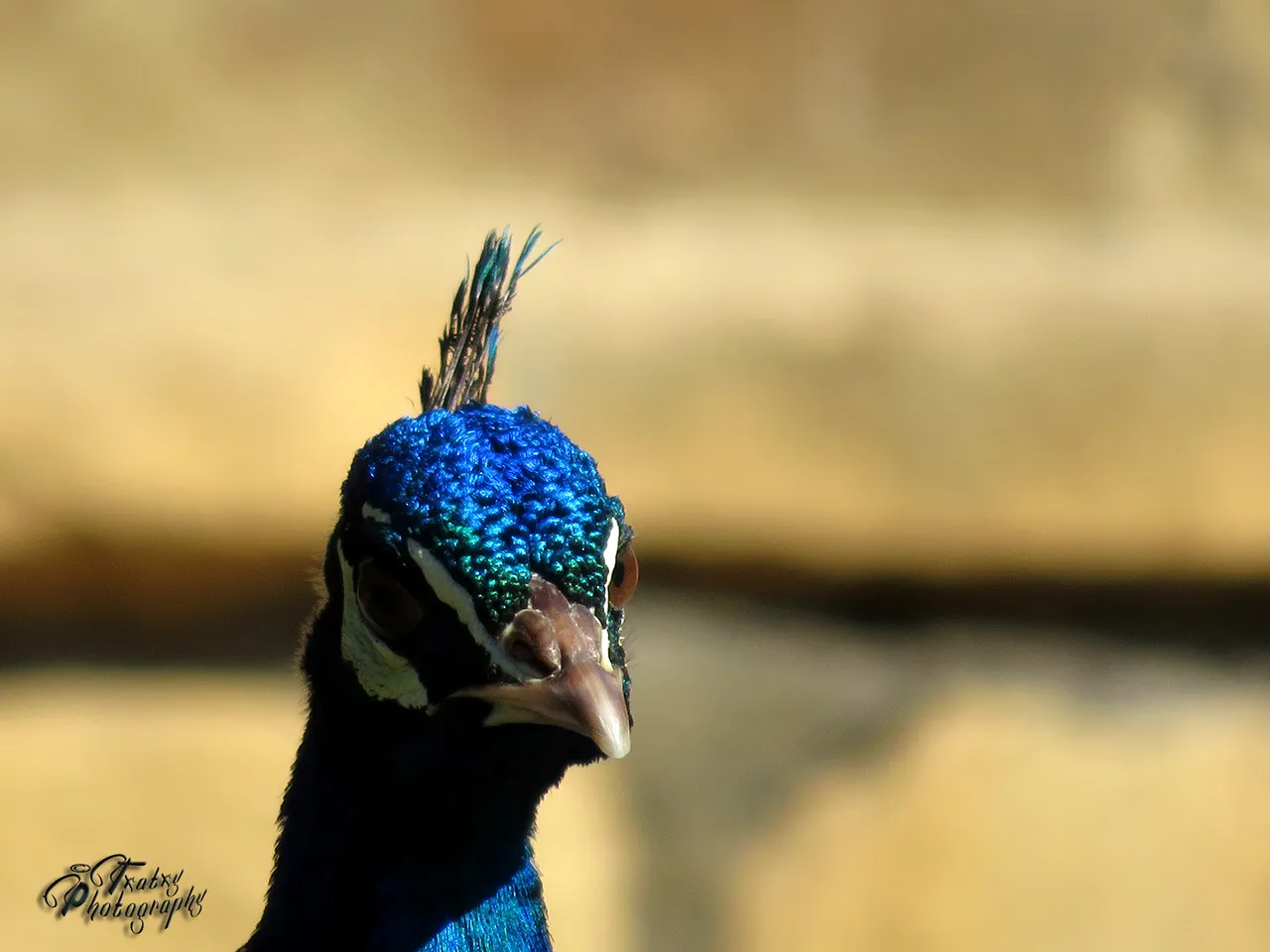IMG_1730 copia.jpg