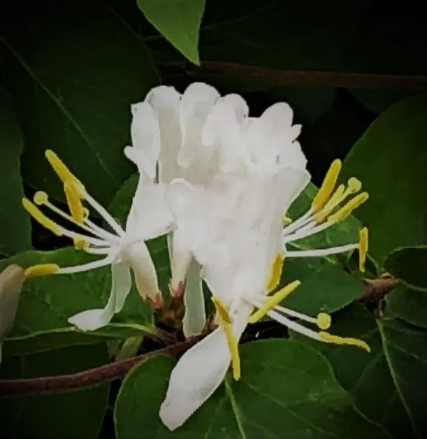 Honeysuckle2.jpg