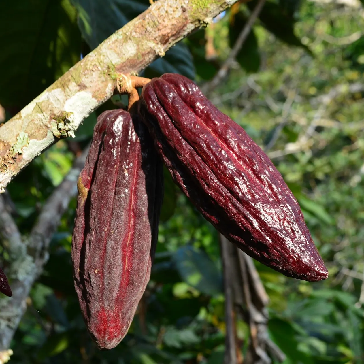 Cacao3.jpg