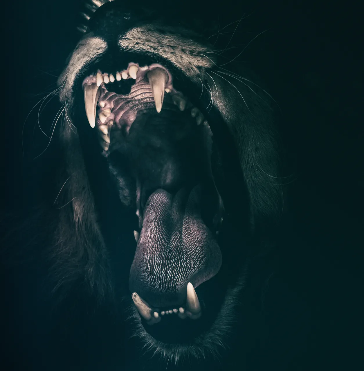 lion2885618.jpg