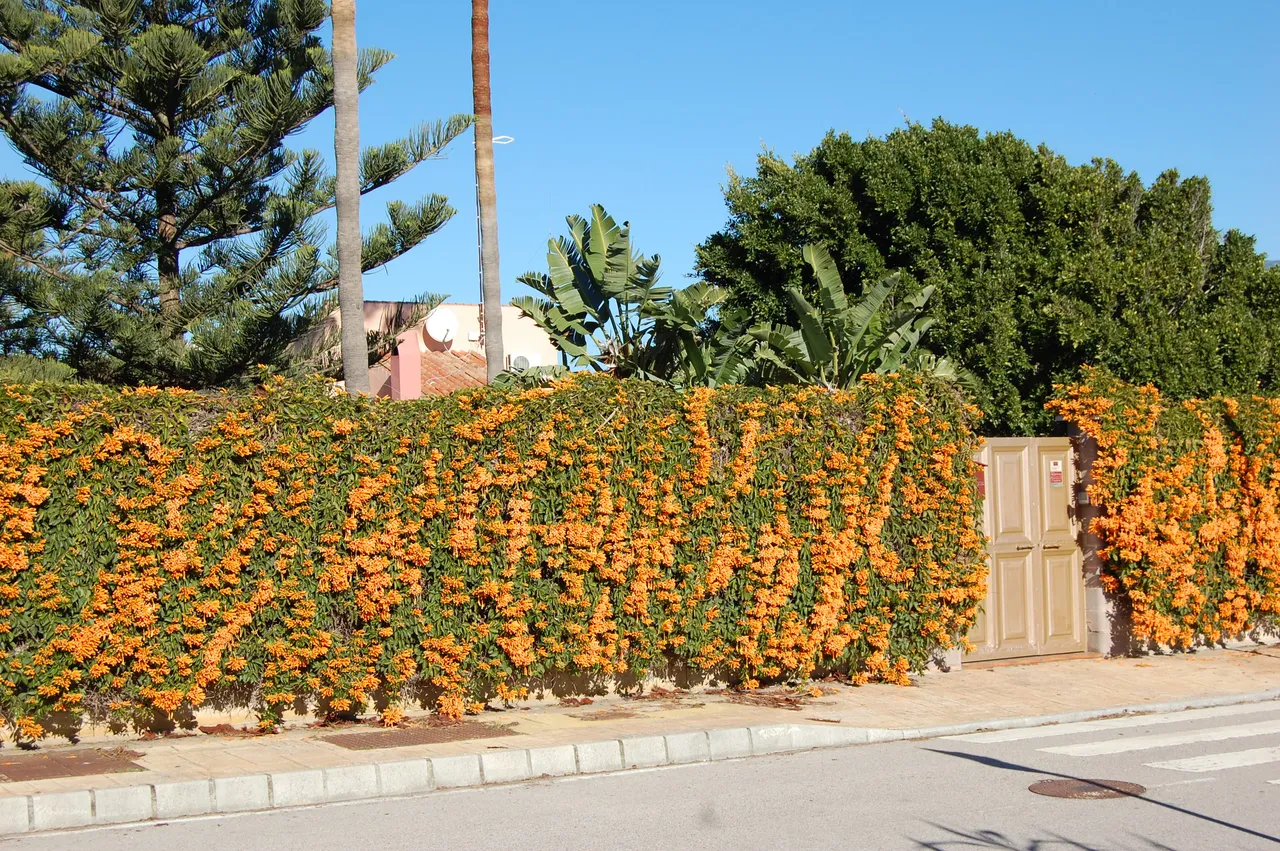 DSC_0950.JPG