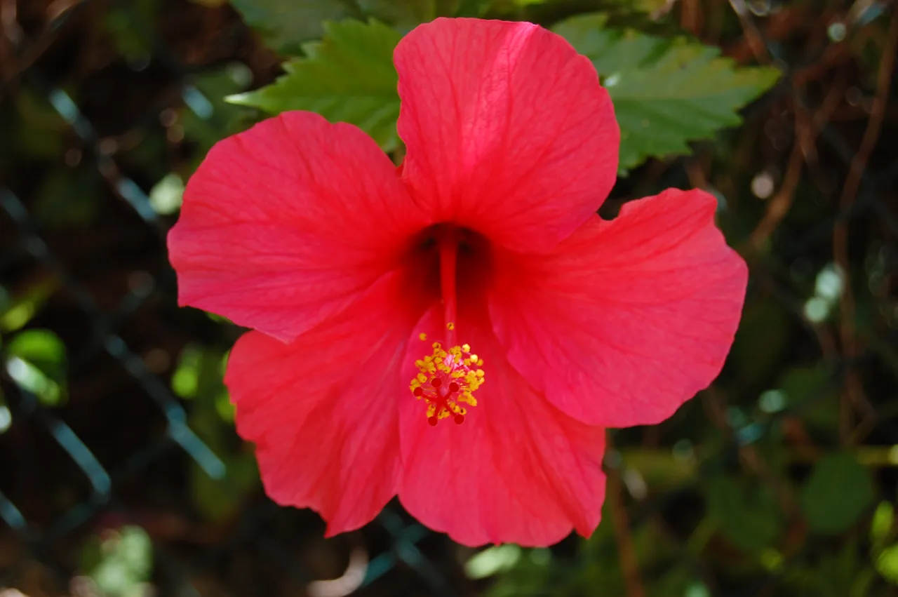 DSC_0592.JPG