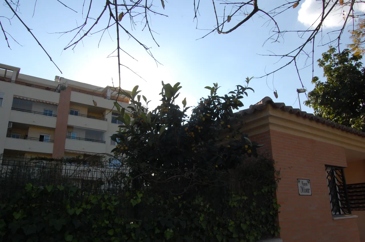 DSC_0321.JPG
