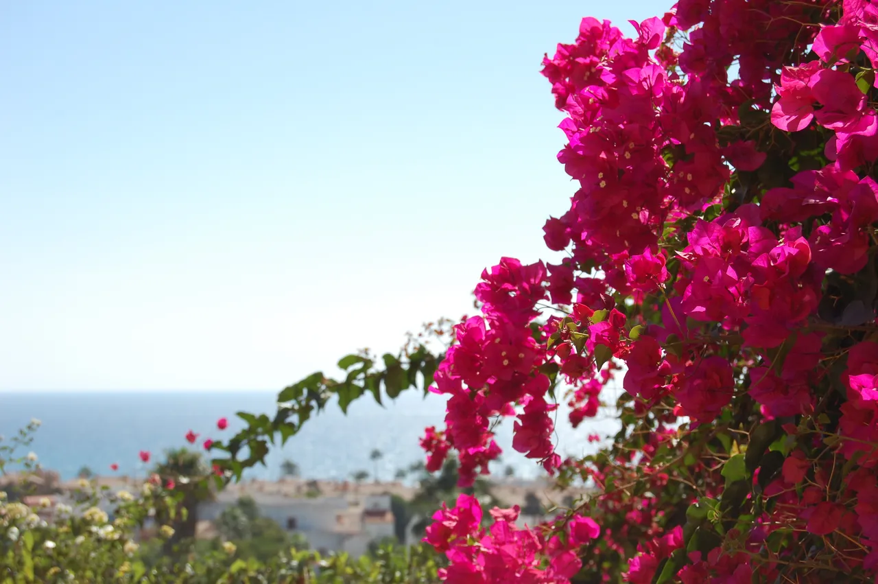 DSC_0941.JPG