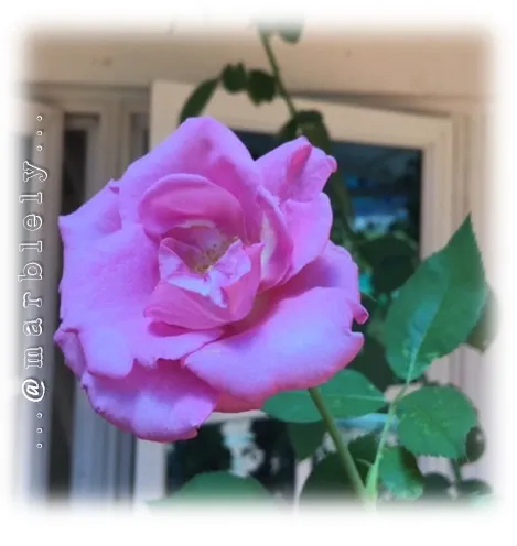 purplerose.jpg