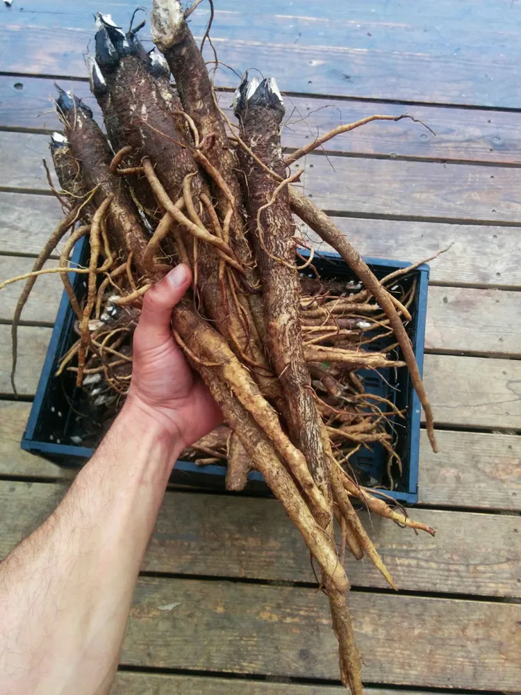 burdock2.jpg