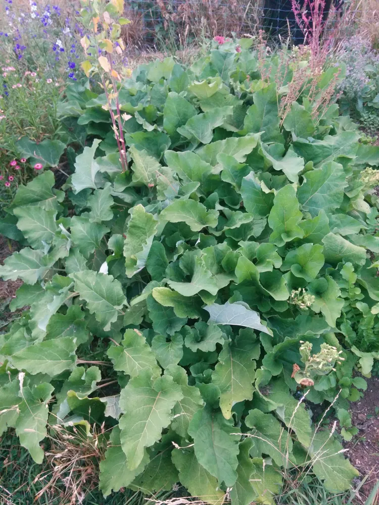 burdock4.jpg