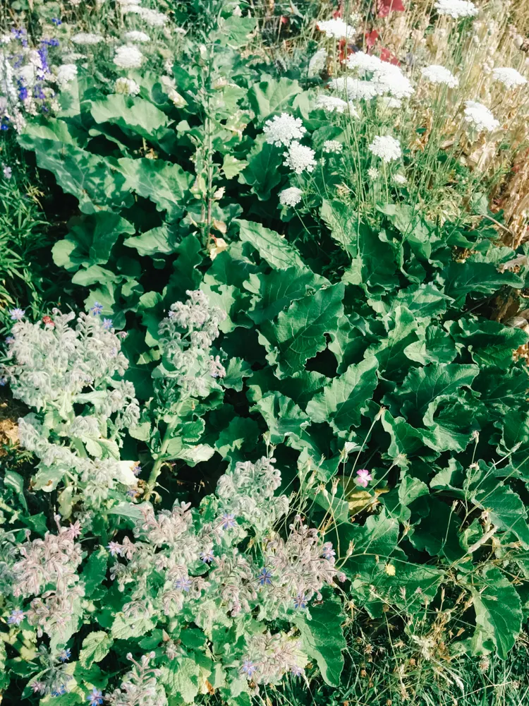 burdock2.jpg