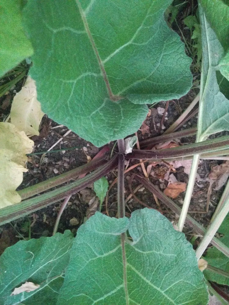 burdock7.jpg