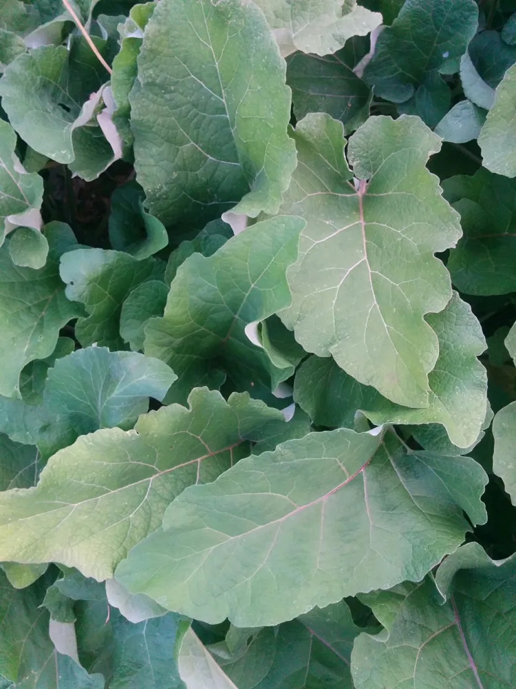 burdock1.jpg