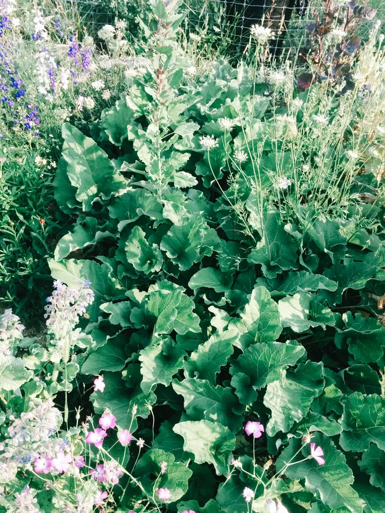 burdock8.jpg