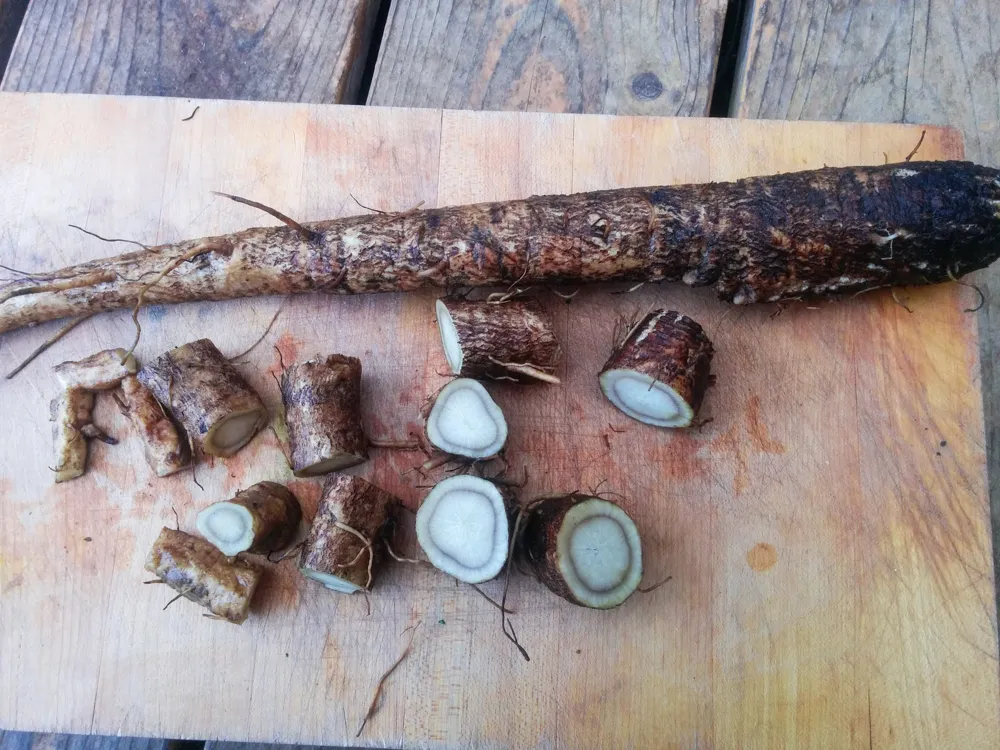burdock3.jpg