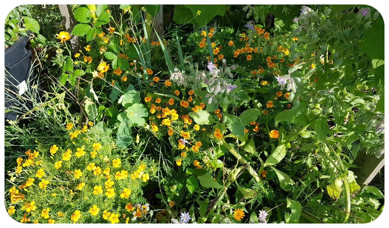 flowers2.jpg