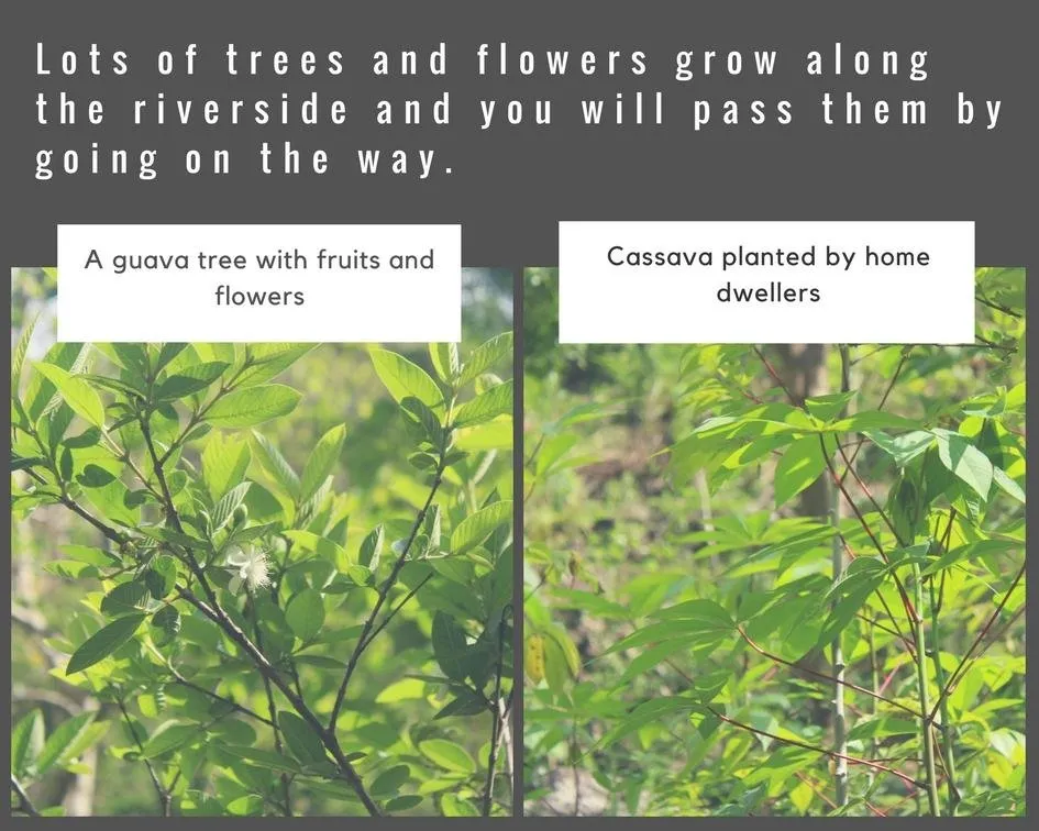 Lots of trees and flowers grow along the riverside and you will pass them by going on the way..jpg