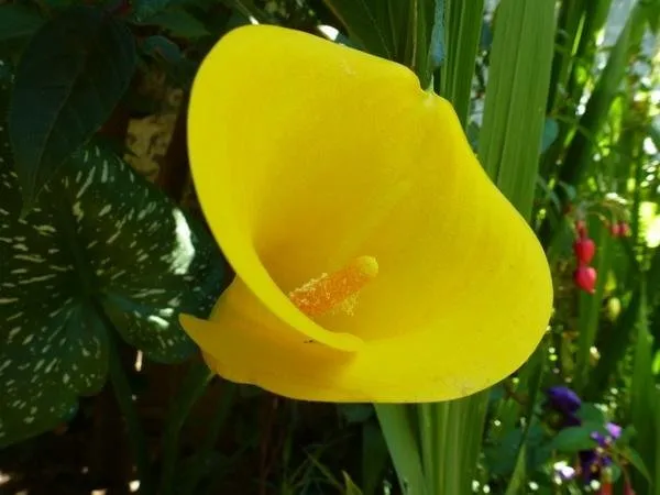 flower_yellow_nature_220444.jpeg