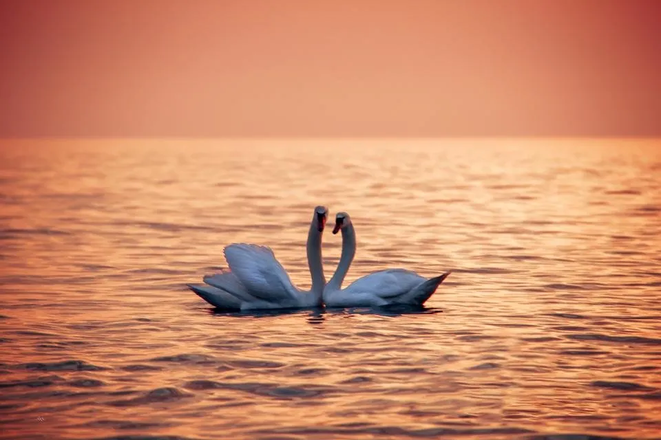Swans2.jpg