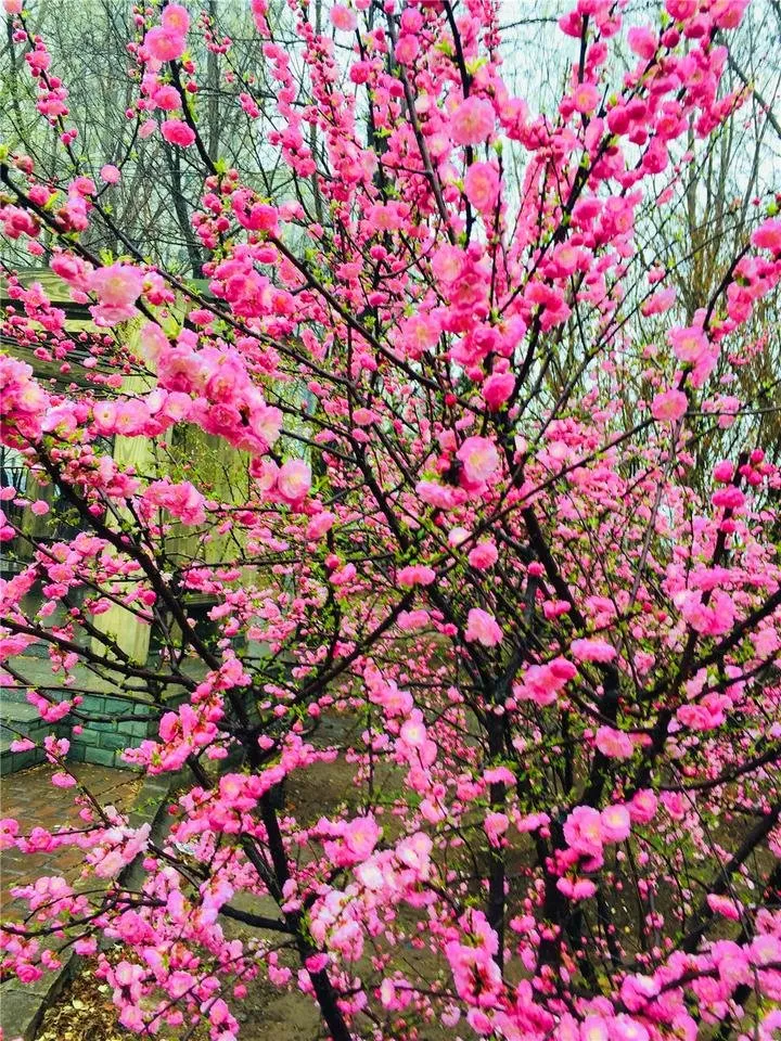 雨中的花.jpg