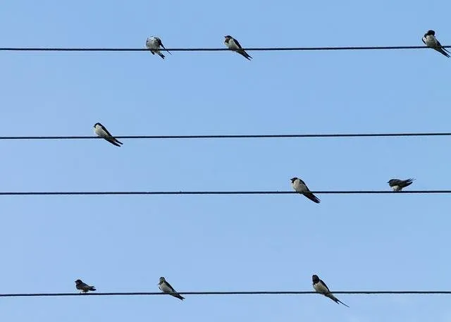 birds-427909_640.jpg