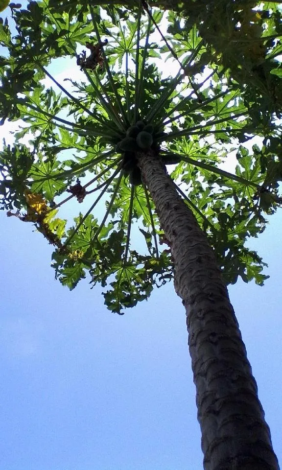 underneath the papaya tree.jpg
