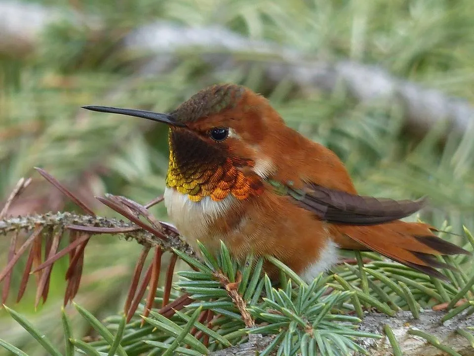 hummingbird-2876457_1280.jpg