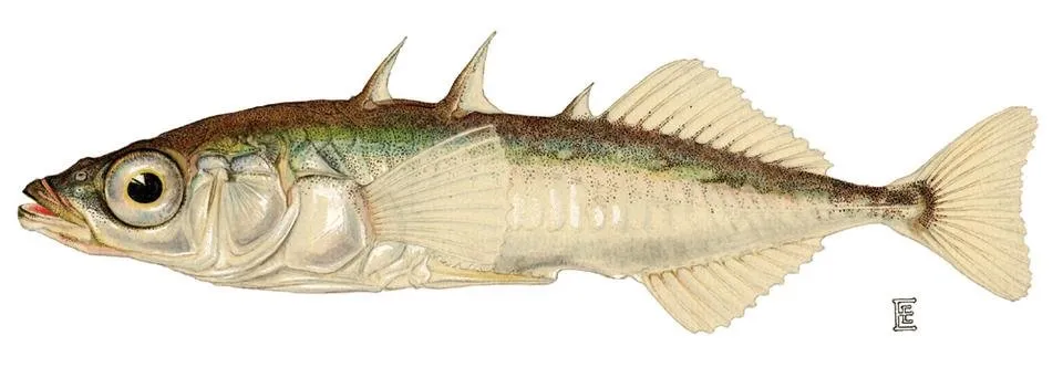 threespine_stickleback.jpg