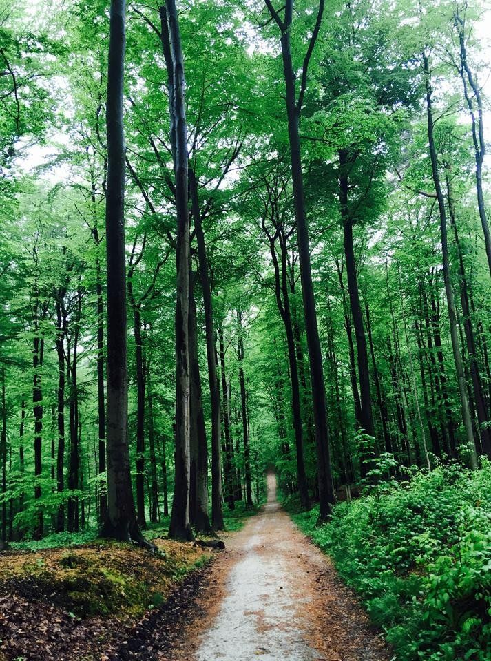 balade foret belgique.jpg