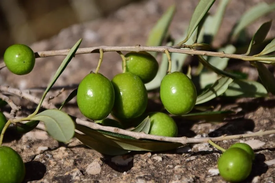 olive2.jpg