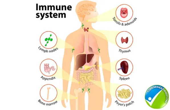 immune_system.png