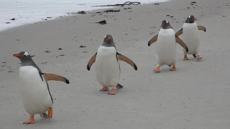 Penguins at the Beach Running, Jumping, and Playing in the Water!.jpg