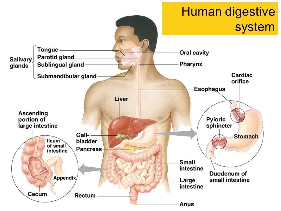 digestive system.jpg