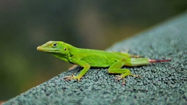 anole-620x349.jpg