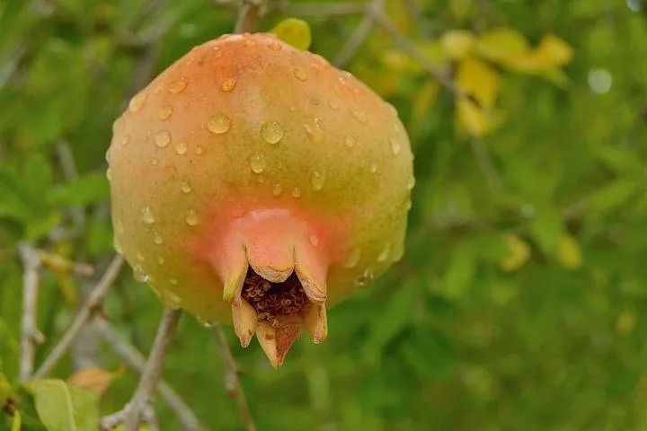 pomegranate-2659113__480.jpg