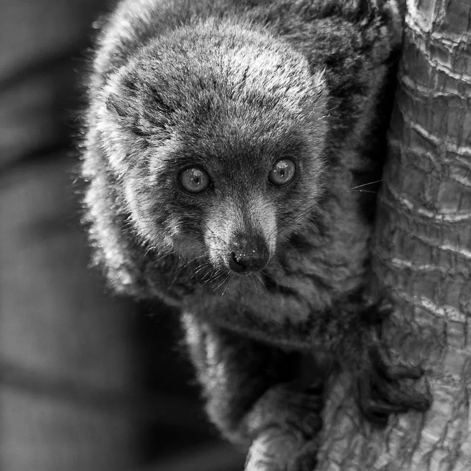 monkeypark-002.jpg