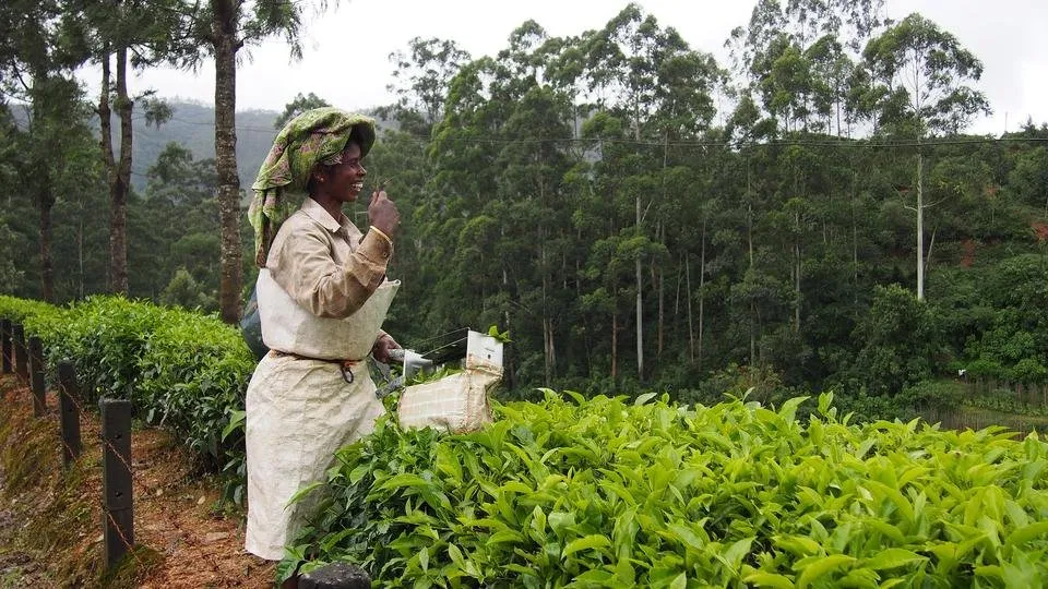 tea-plantation-1910715_1920.jpg