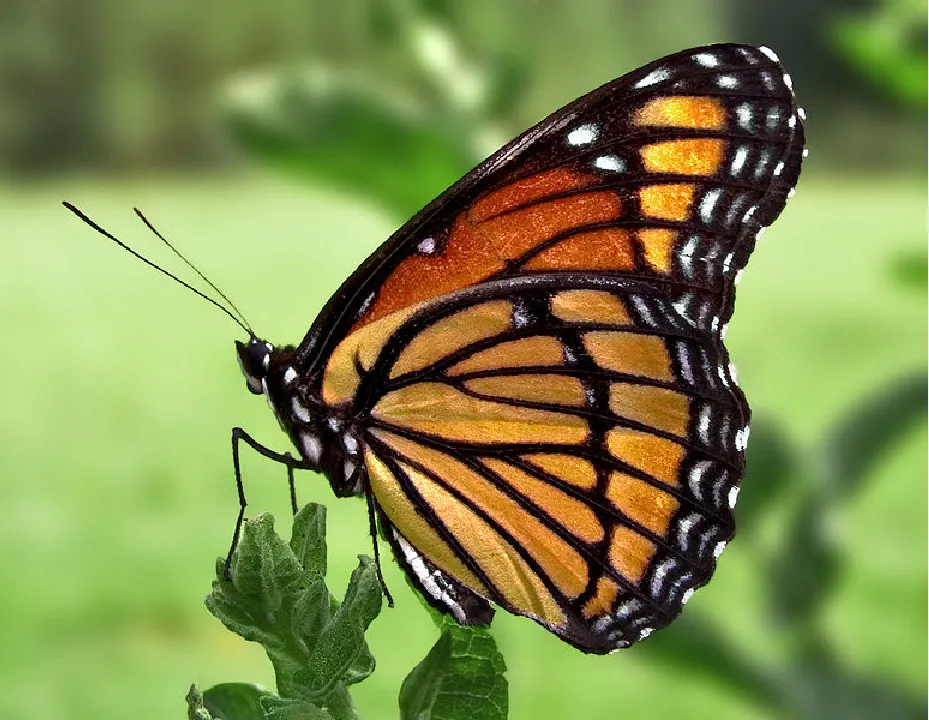 butterfly  (2).png