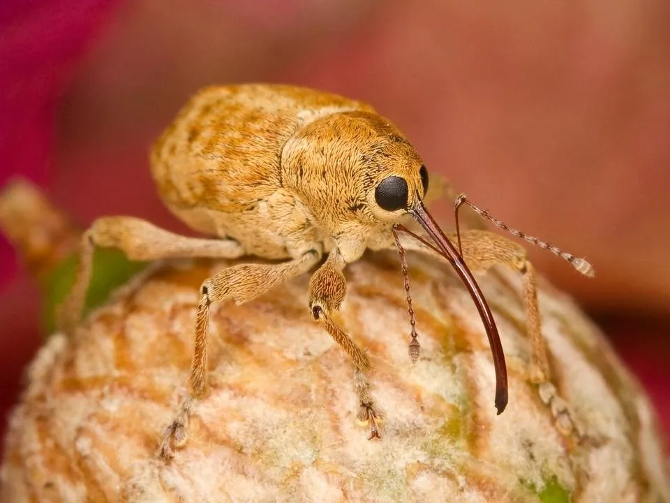 filbert-weevil-106114.jpg