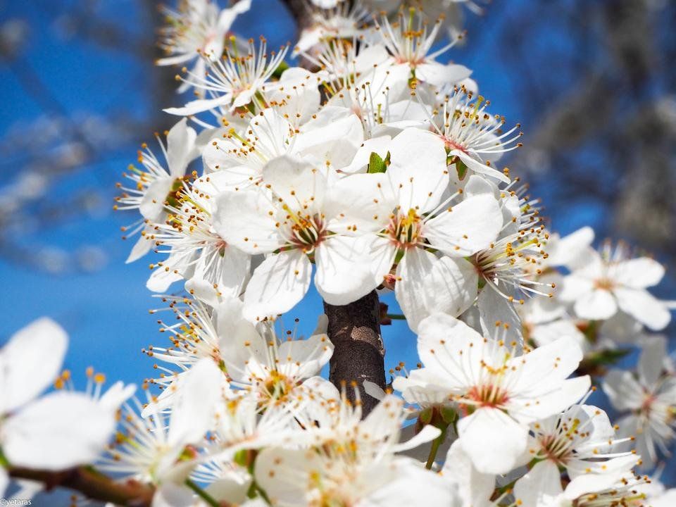 alycha plum flower 1.jpg
