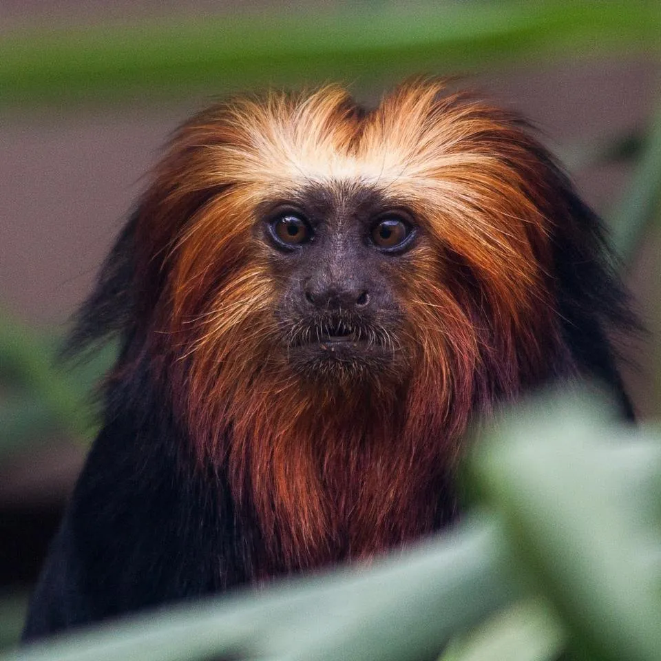 monkeypark.jpg