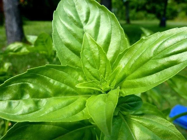 basil-19620__480.jpg