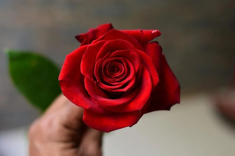 rosa-3218485_960_720.jpg