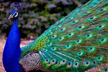 peacock_picccc.jpg