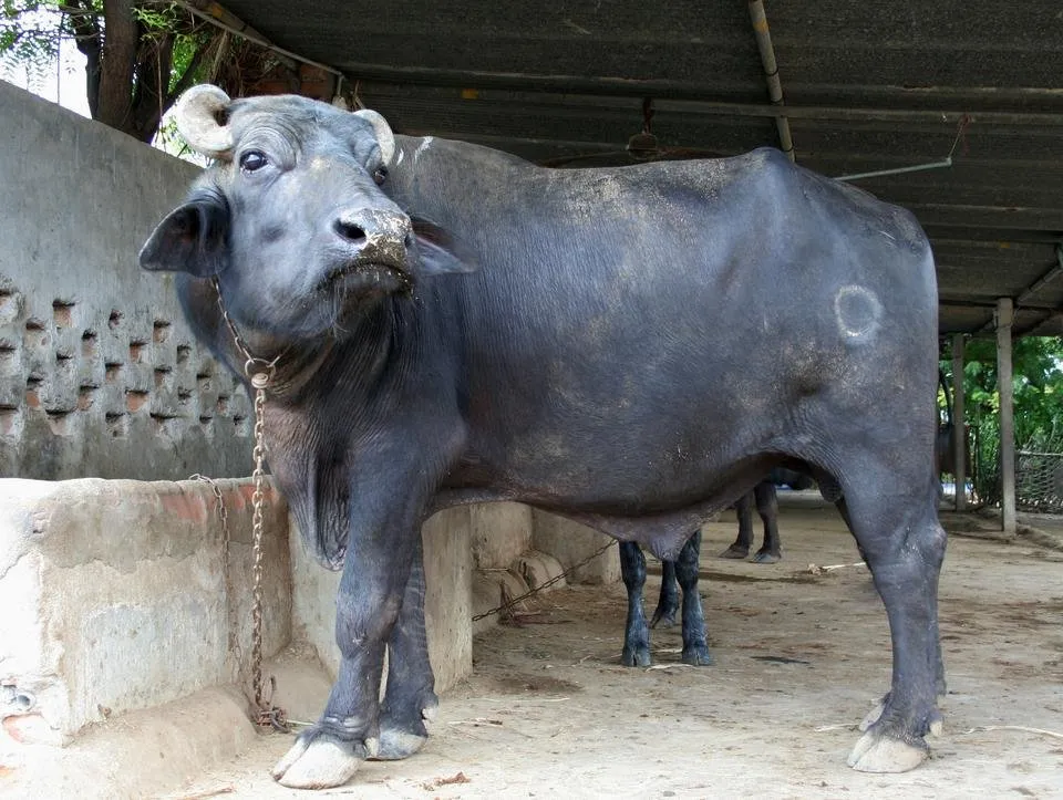 Water_buffalo_bull,_near_Mehsana,_Gujarat,_India,_4.jpg