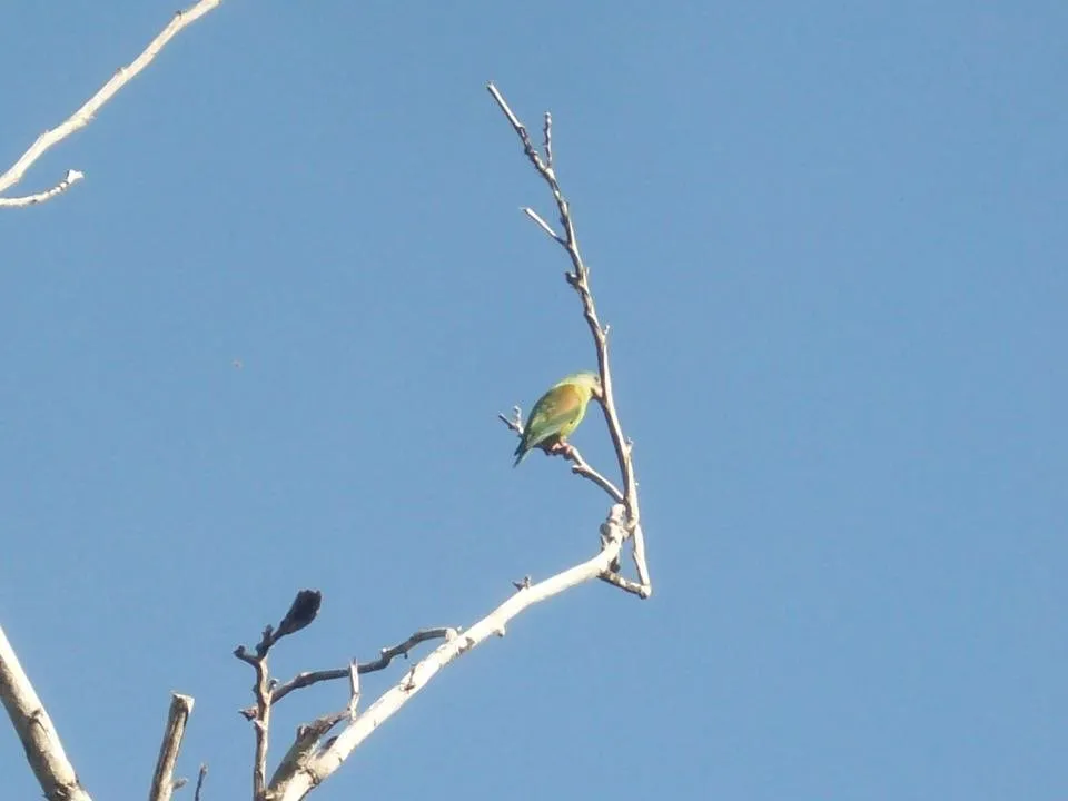 árbol.JPG
