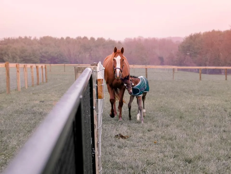 mom-headbutt-foal-runemeade-pen.jpg