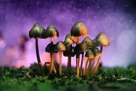 shrooms.jpg